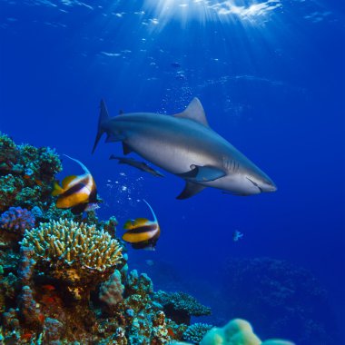 renkli sualtı ocean mercan ve büyük köpek balığı