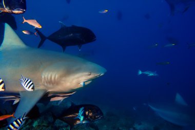 Pasifik oceans bulkl köpekbalığı shark reef adlı