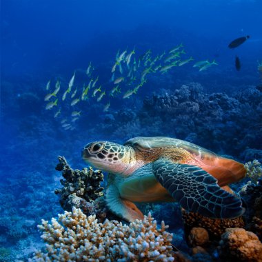 Картина, постер, плакат, фотообои "большая морская черепаха под водой постеры", артикул 13899678