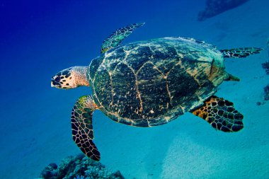 Big sea turtle swimming underwater