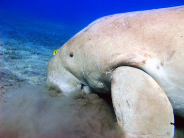 Dugong ve sarı pilot-balık