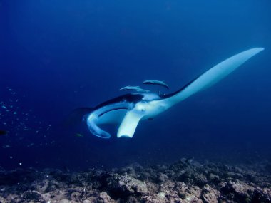gri resif üzerinde derin mavi mantaray