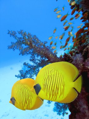 iki sarı bluecheek butterflyfish