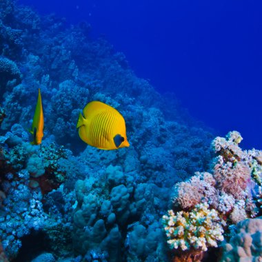 Kelebek balıkları ile sualtı deniz mercan Bahçe