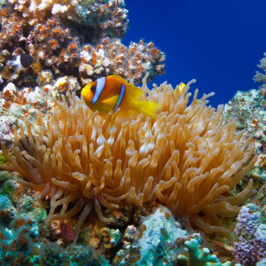 sarı beyaz çizgili palyaço balık anemone'nın tentacl arasında gizleme
