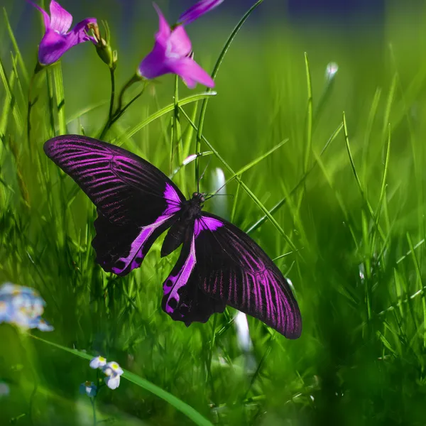 Wielki Motyl tropikalny na tekstura trawa — Zdjęcie stockowe