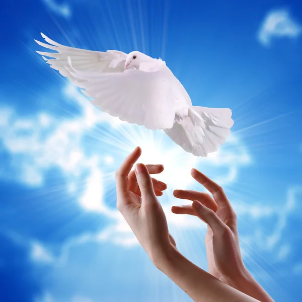 Las manos de las mujeres liberadas en el cielo al sol una paloma blanca — Foto de Stock