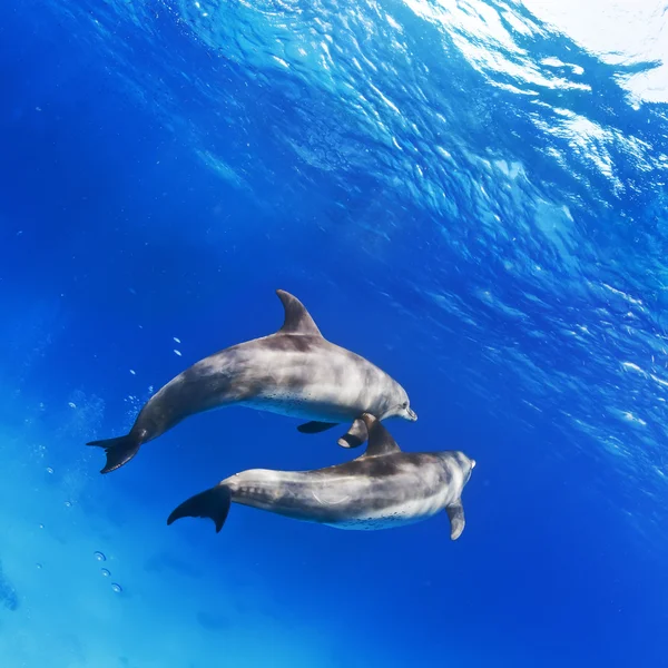 Un paio di delfini sott'acqua in mare aperto — Foto Stock