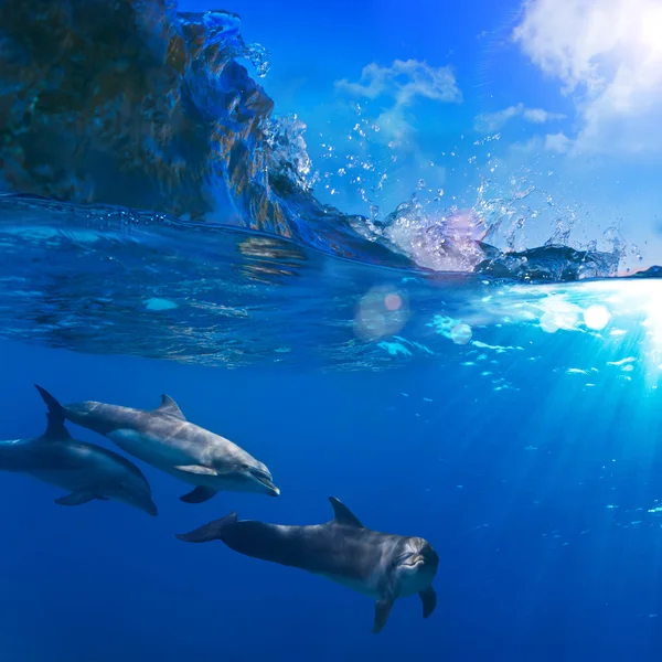 Un piccolo stormo di delfini che giocano sotto i raggi del sole sott'acqua — Foto Stock