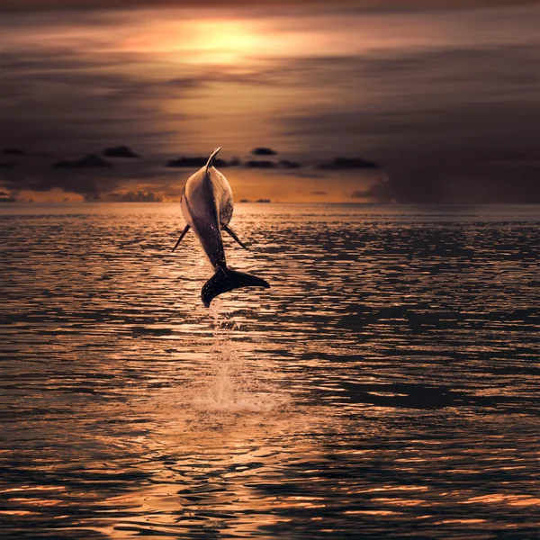 Beautiful dolphin leaping out of sea surface at sunset — Stock Photo, Image