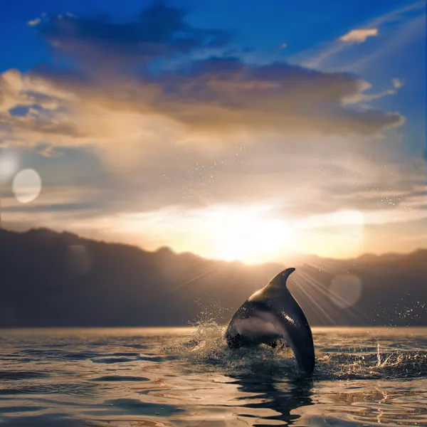 Beautiful dolphin leaping out of sunset sea surface — Stock Photo, Image