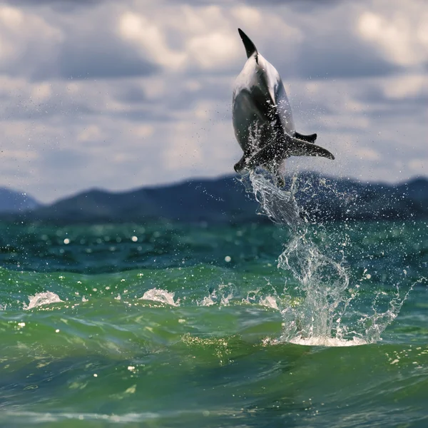 Красивый вид на океан и дельфин, выпрыгивающий из морской поверхности — стоковое фото