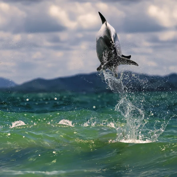 Beautiful oceanview and dolphin leaping out of sea surface — Stock Photo, Image