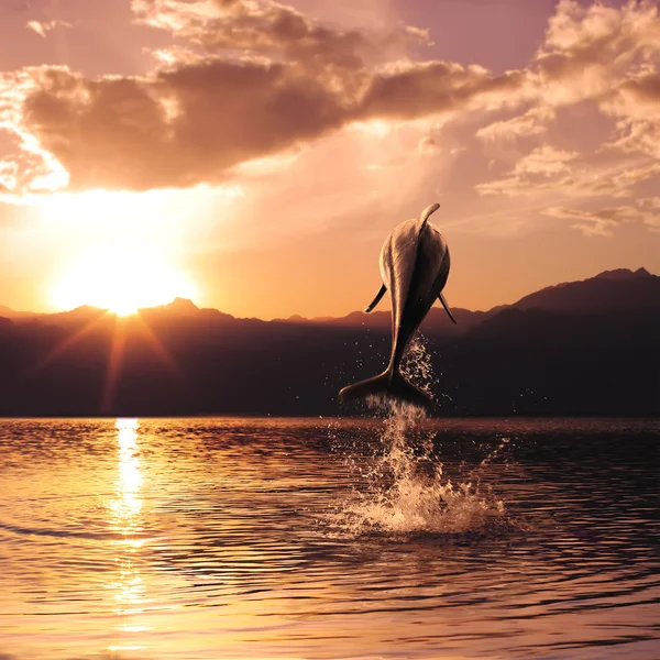 Beautiful sunset and dolphin leaping out of sea surface — Stock Photo, Image