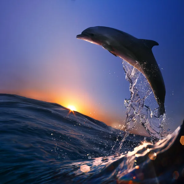 Belo golfinho saltou de molhador na hora do pôr do sol — Fotografia de Stock