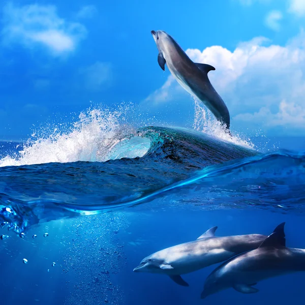 Dolphin leaping from breaking surfing wave and his family underw — Stock Photo, Image