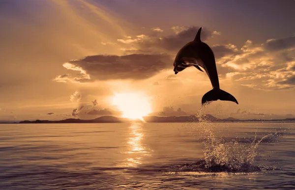 Beautiful dolphin jumping from shining water — Stock Photo, Image