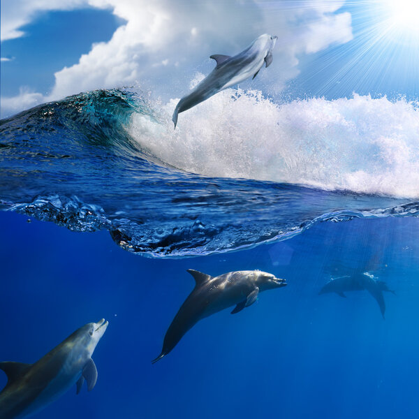 family of happy playful dolphins one jumping from breaking wave