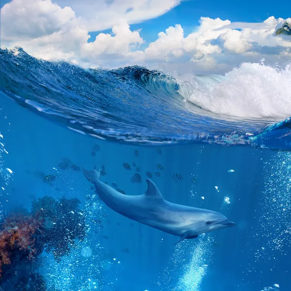 Ocean wave breaking and dolphin swimming underwater — Stock Photo, Image