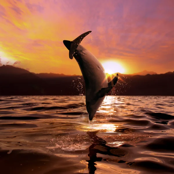 Por do sol no mar e golfinho pulando da superfície da água — Fotografia de Stock