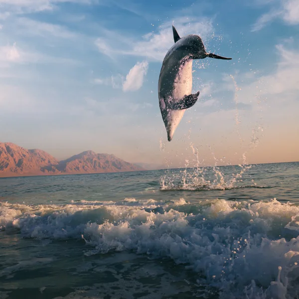 Sunrise and dolphin leaping out of sea surface — Stock Photo, Image