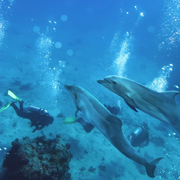 Δύο υποβρύχια επαφή με παιχνιδιάρικα δελφίνια — Φωτογραφία Αρχείου