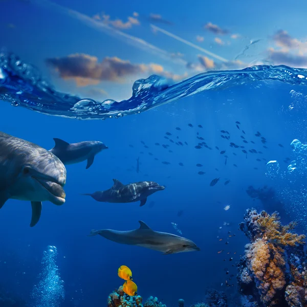 Underwater action a flock of dolphins hunting to fish — Stock Photo, Image