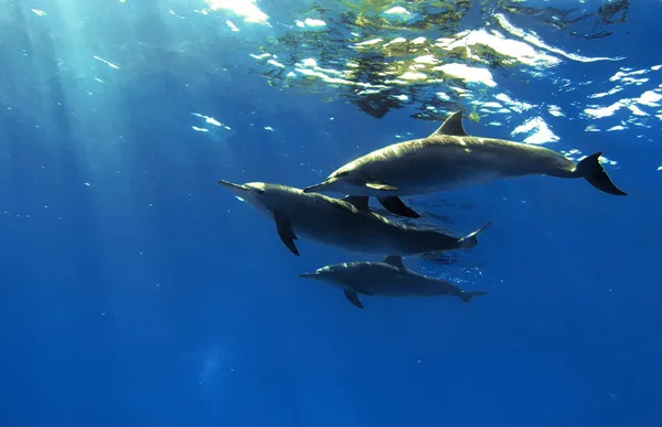 Trois beaux dauphins posant sous l'eau — Photo