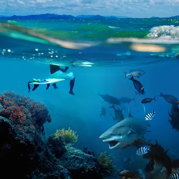 A surfer and wild shark underwater — Stock Photo, Image