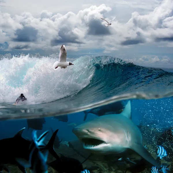 Una historia oceánica con surfistas y tiburones — Foto de Stock