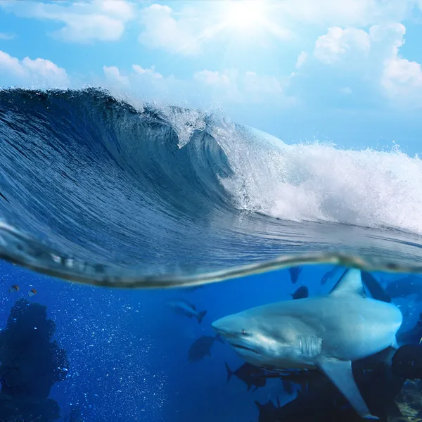 Rompiendo la superficie del océano bajo la luz del sol y el tiburón salvaje bajo el agua —  Fotos de Stock