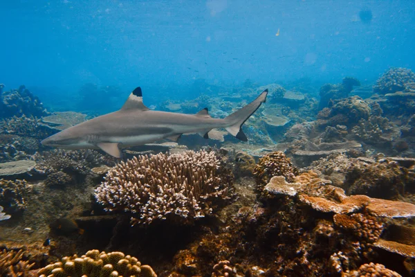 Black Tip reef shark at the shallow on blue