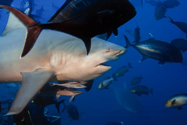 dangerous bullshark with opened mouth