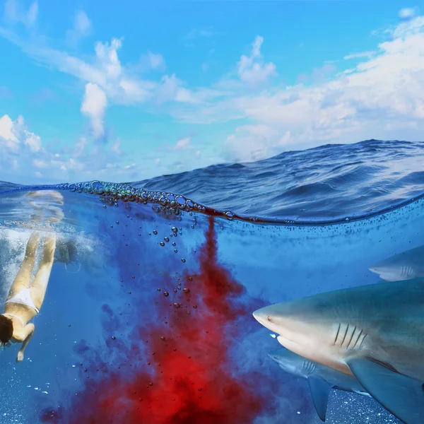 Dangerous bloody shark diving — Stock Photo, Image