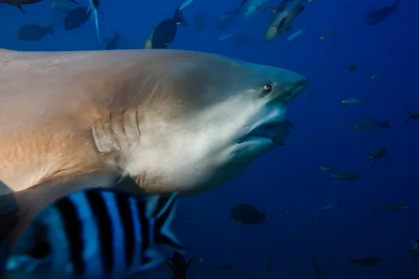 Perigosos oceanos do Pacífico tubarão-touro — Fotografia de Stock