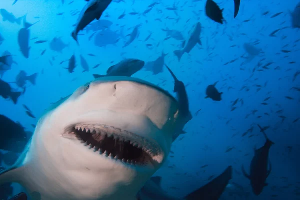 Hai und Fisch — Stockfoto