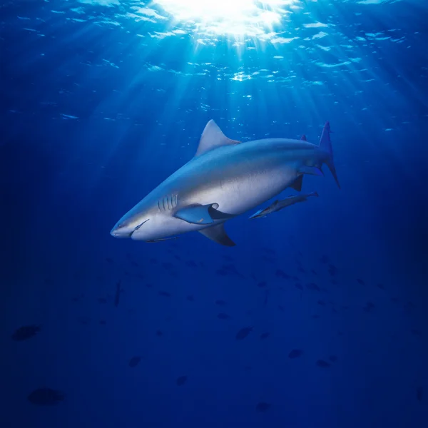 Oceano Pacífico tubarão-touro nadando subaquático — Fotografia de Stock