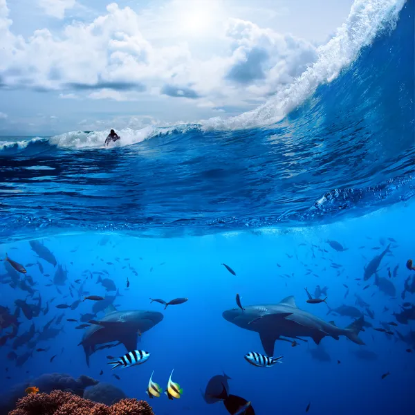 Surfista en ola y dos tiburones salvajes bajo el agua —  Fotos de Stock