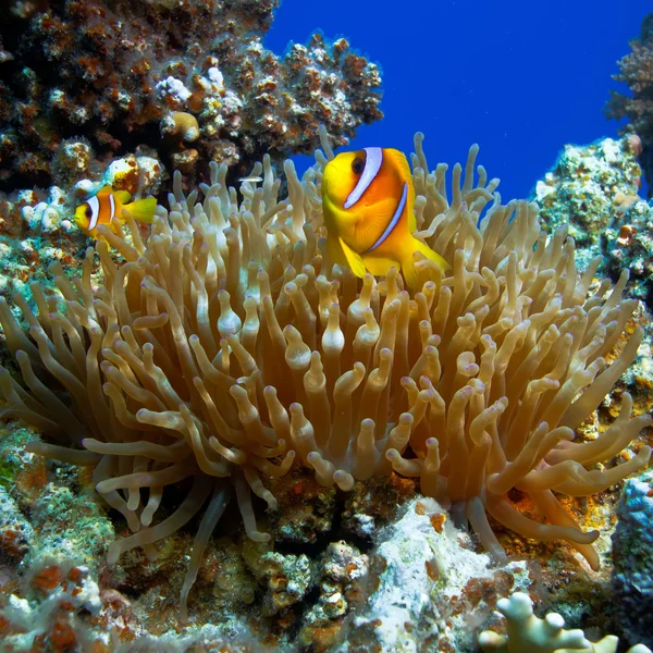 Una familia de peces payaso amarillo —  Fotos de Stock