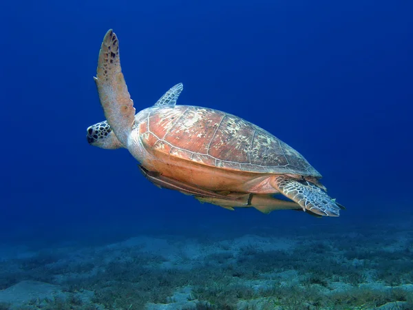 深い青色の海で高騰大きなウミガメ — 图库照片