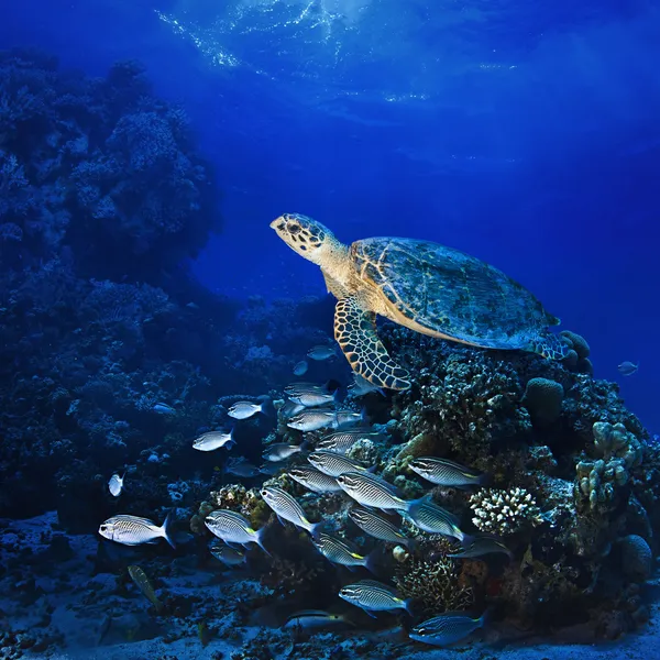 Gran tortuga de mar bajo el agua — Foto de Stock