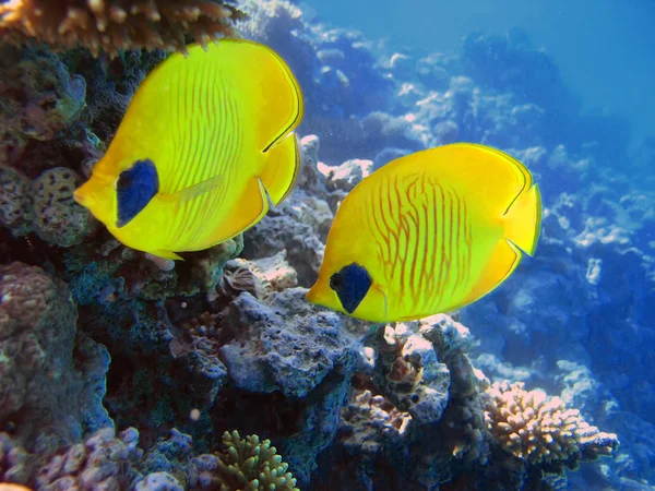 Dvě žluté bluecheek butterflyfish — Stock fotografie