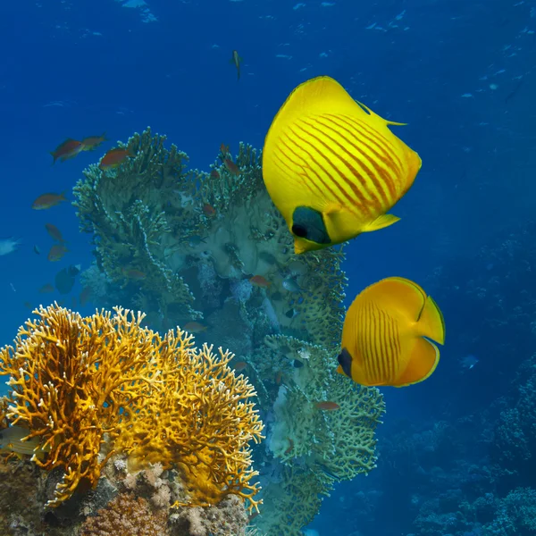 coral garden with marine life above