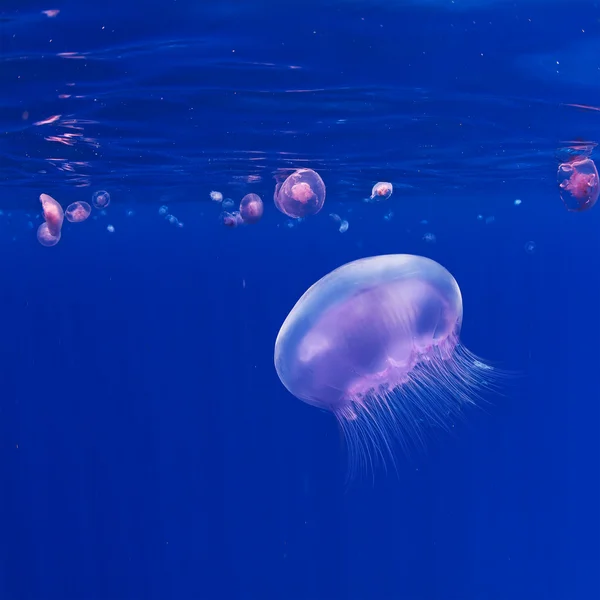 Fondo azul submarino con medusas rosadas — Foto de Stock