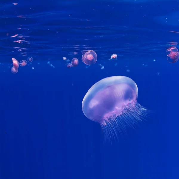 Unterwasserblau Hintergrund mit rosa Quallen — Stockfoto