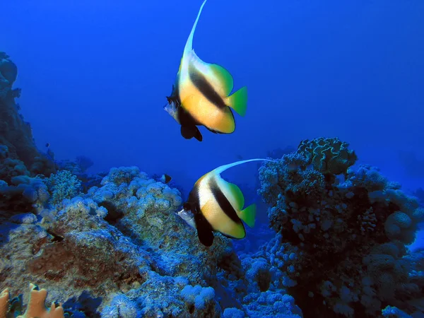 mercan kayalığı önünde bannerfish çifti