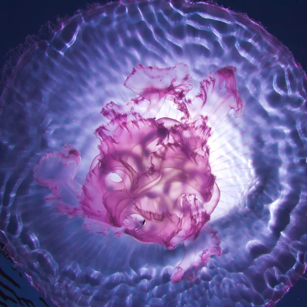 Slunce prosvítající vody povrchové a růžové medúzy pod vodou — Stock fotografie