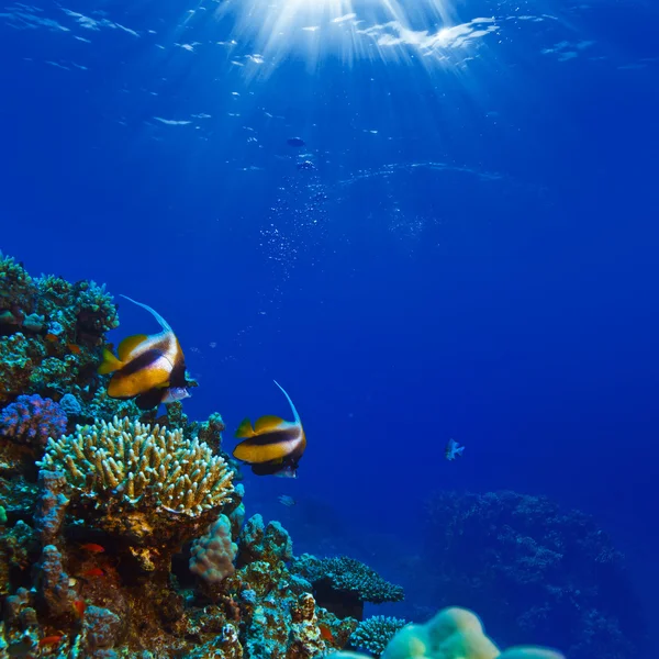 Escena submarina con peces amarillos y superficie de agua —  Fotos de Stock