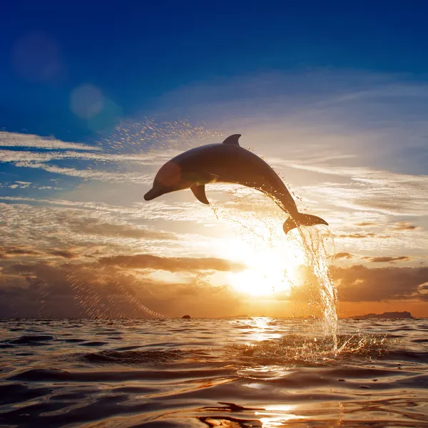 Hermoso delfín saltando desde el agua brillante Imágenes de stock libres de derechos