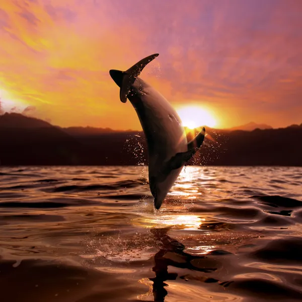 Sunset at the sea and dolphin jumping from water surface Stock Picture